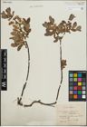 Foto von Salix lapponum L. x Salix myrtilloides L.